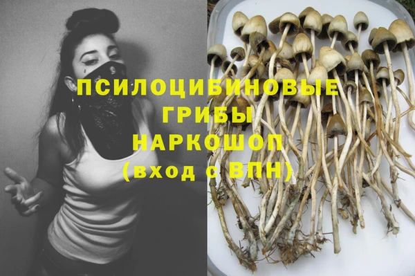 гашик Алексин